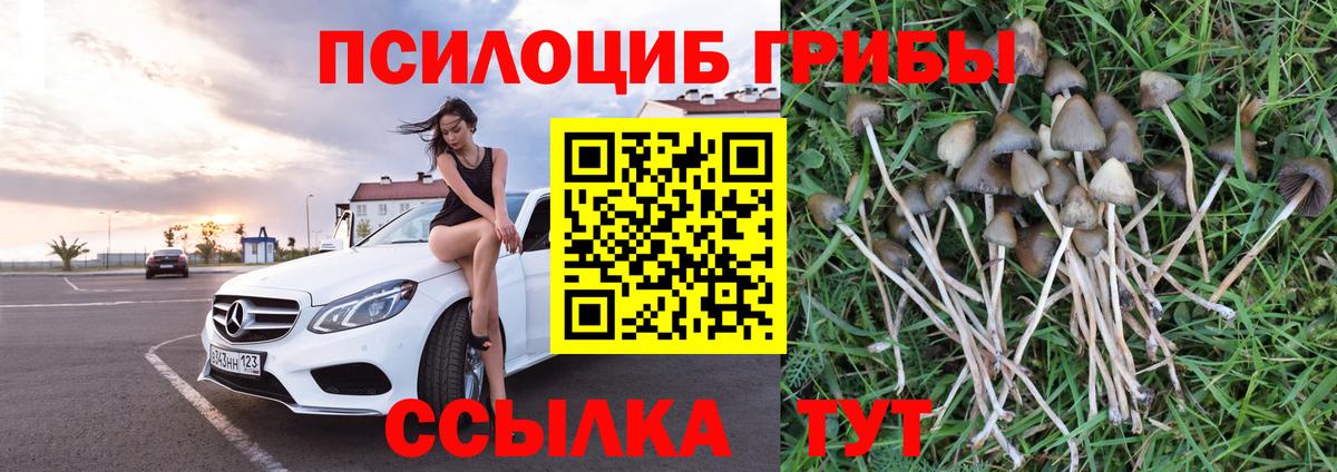 Кольчугино  Псилоцибиновые грибы Cubensis  Вход с VPN 