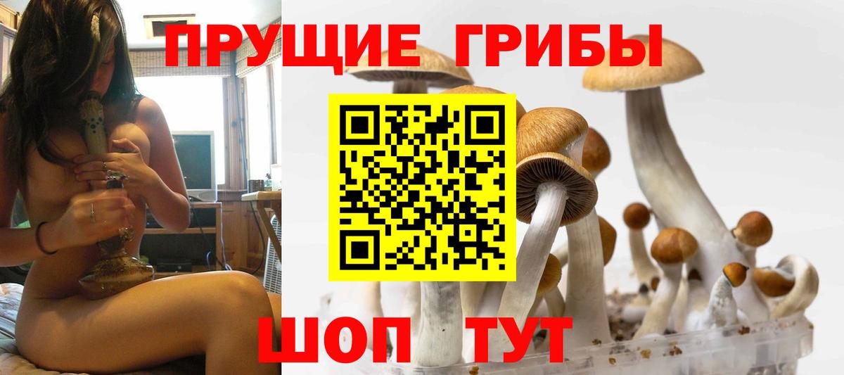 Псилоцибиновые грибы прущие грибы Кольчугино
